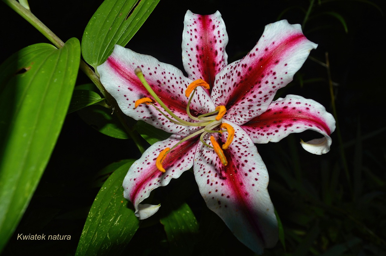 Kukka Lily Puola Ilmainen Valokuva Pixabayssa Pixabay