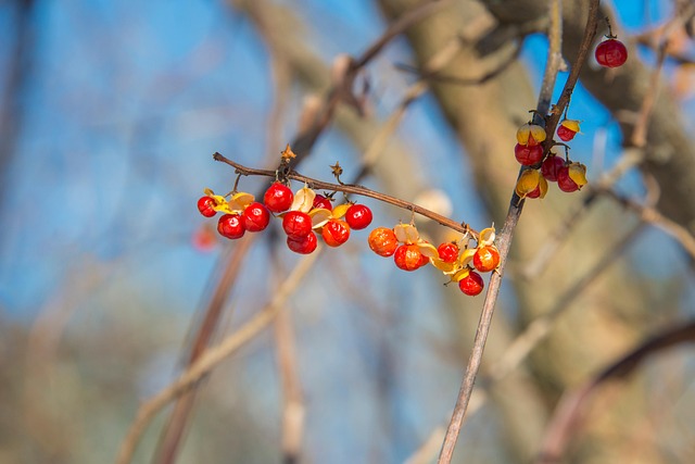 Baies Rouges Hiver Hiver Baies Rouge - Photo gratuite sur Pixabay - Pixabay