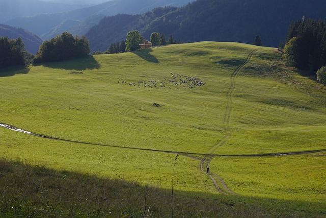 Free Mountains Sheep photo and picture