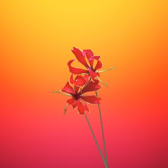 Blume, Hell, Natur