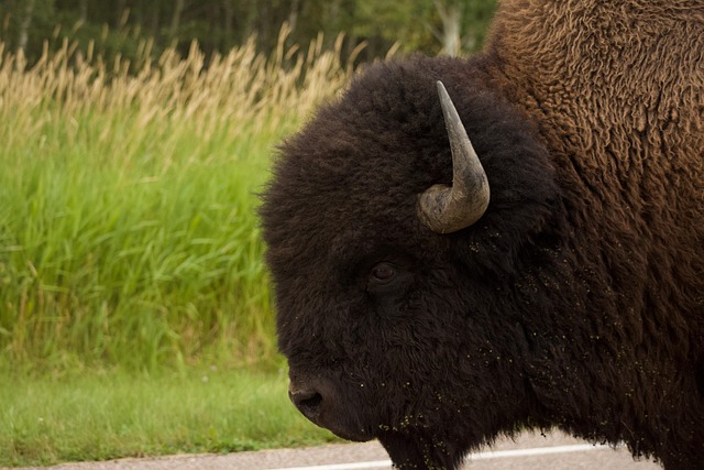 Free Buffalo Bison photo and picture