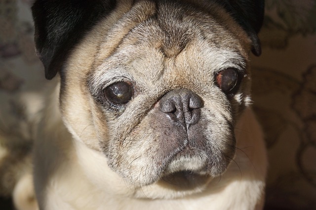 Free Pug Dog photo and picture