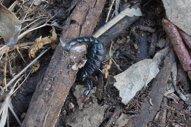Free Scorpion Woods photo and picture