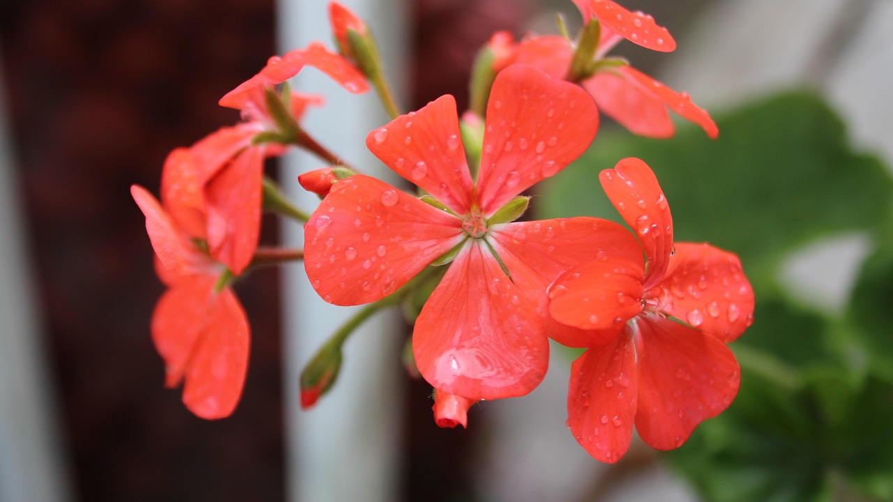 フラワーズ 雨 花 - Pixabayの無料写真