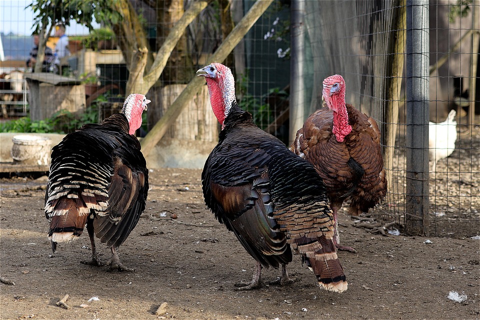 Turkeys Birds Bill Free photo on Pixabay Pixabay