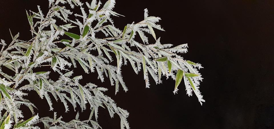 竹子 冬天 雪 - Pixabay上的免费照片 - Pixabay