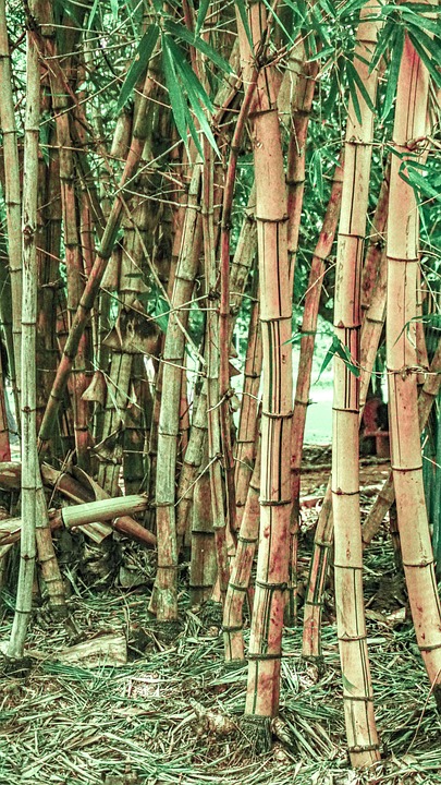 竹 木 ナチュラル - Pixabayの無料写真 - Pixabay