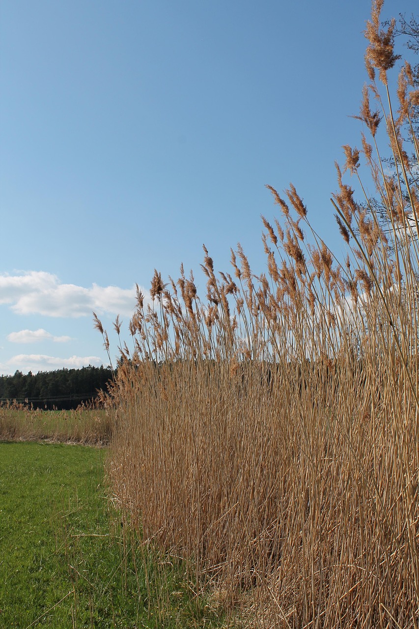 Reed Flowers Nature The Free photo on Pixabay Pixabay