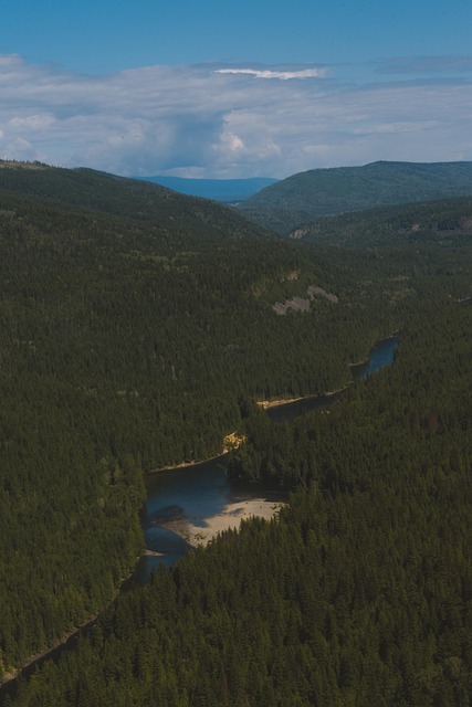 Free Canada Forest photo and picture