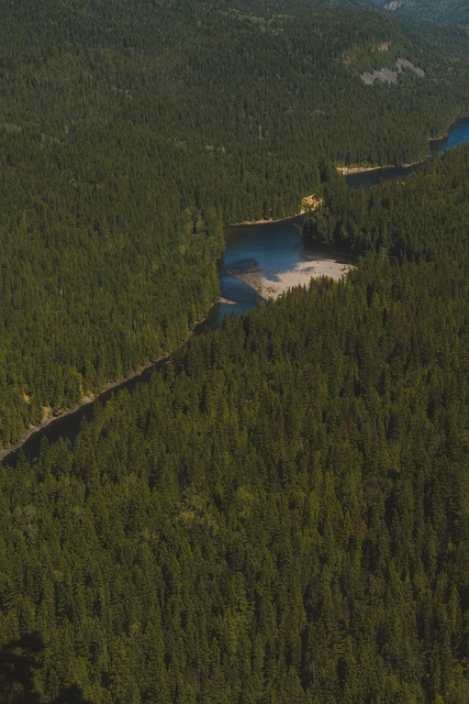 Free Canada Forest photo and picture