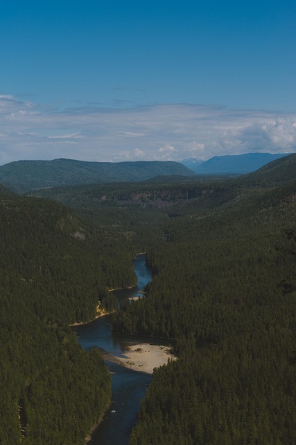 Free Canada Forest photo and picture