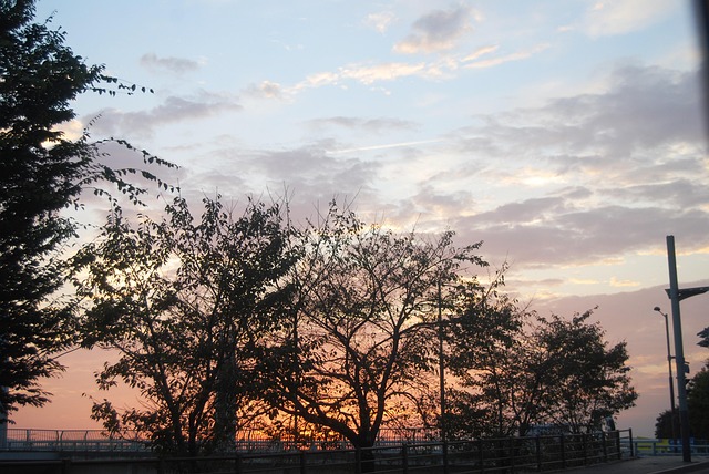 Corea Estoy Árbol - Foto gratis en Pixabay - Pixabay