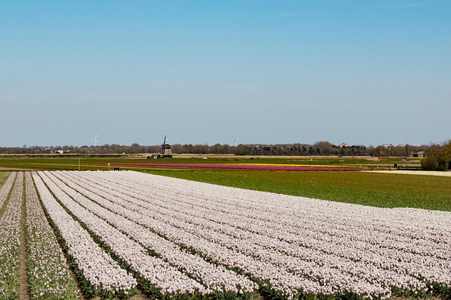 Tulipanmarker, Tulipaner, Holland
