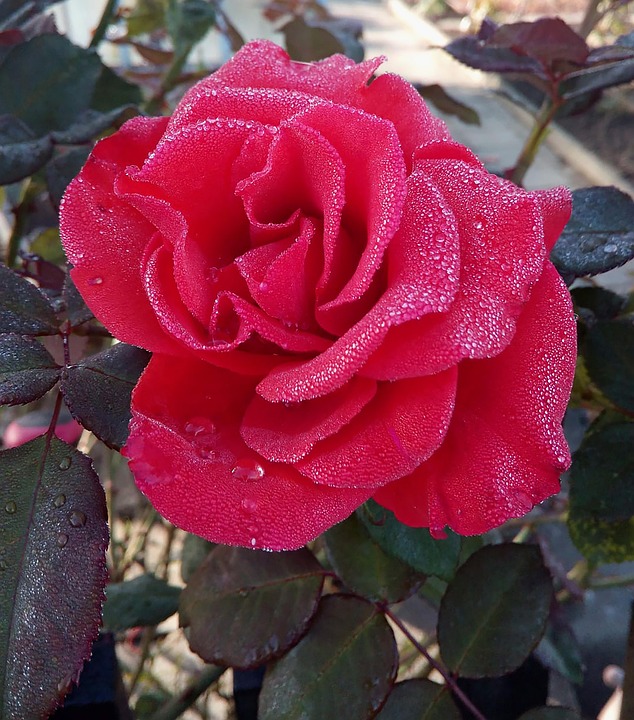 Rose Red Ripe - Free photo on Pixabay - Pixabay
