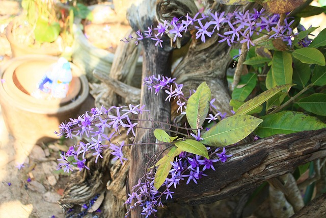 Natureza, A Beleza Da Natureza, Flor