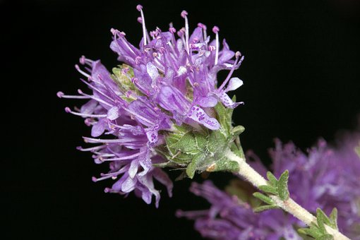 Flores Silvestres, Inflorescencia