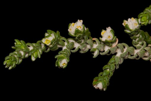 Flores Silvestres, Plantas, Flores