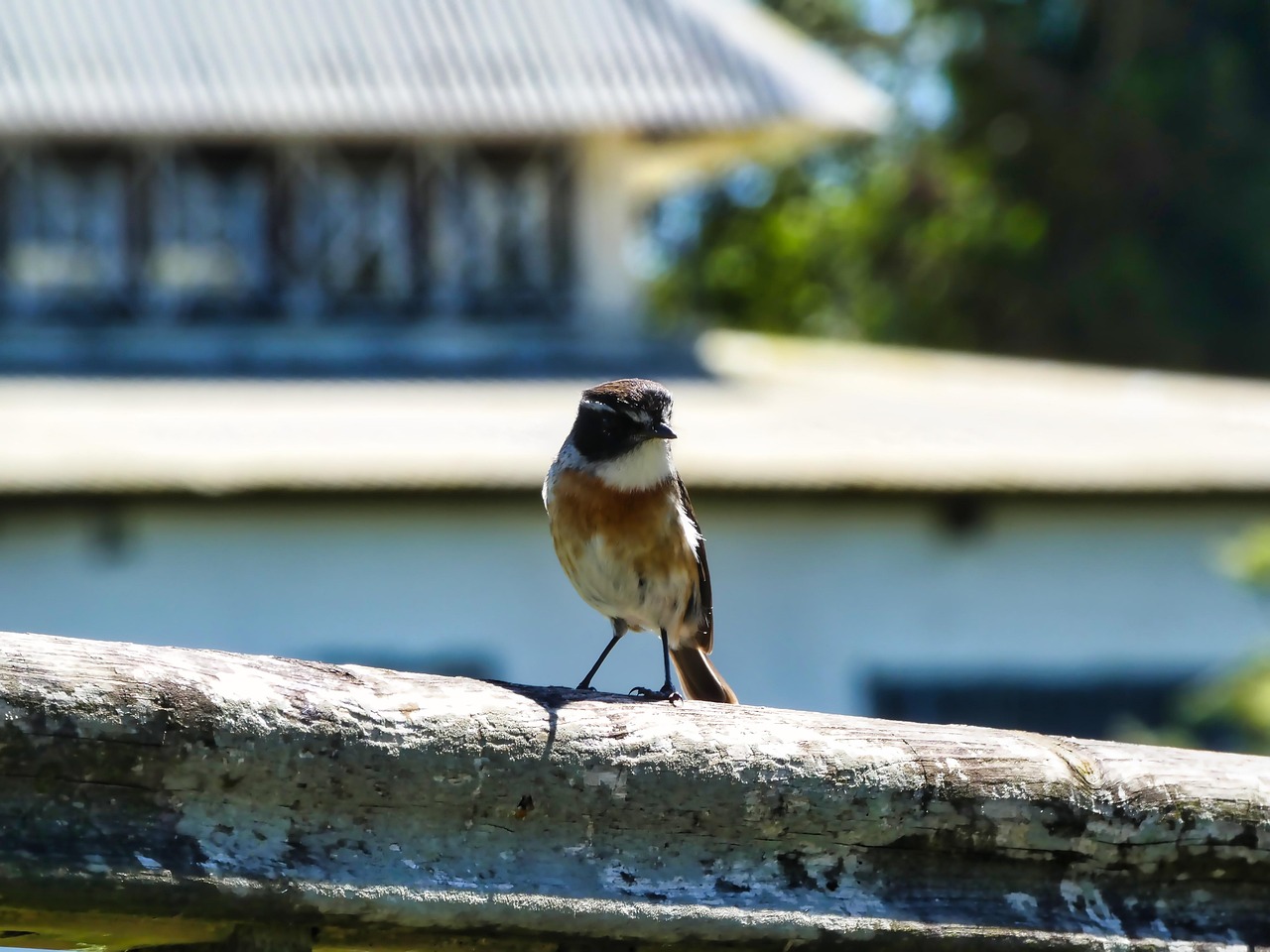 Oiseau Oiseaux Photo Gratuite Sur Pixabay Pixabay
