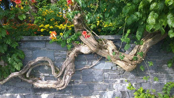 Free Mainau Wand photo and picture