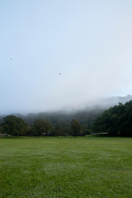 Free Sunrise Fog photo and picture