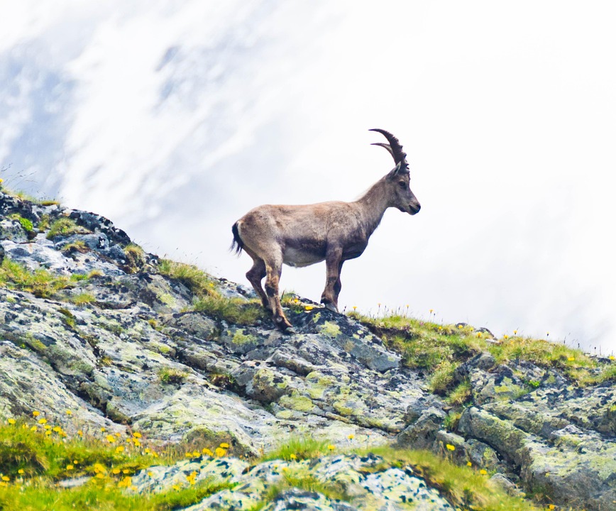 Animal Alpe - Photo gratuite sur Pixabay - Pixabay