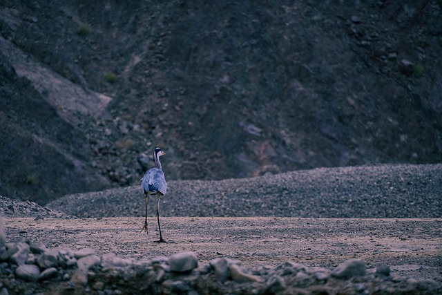 Pájaro, Martín Pescador, Pico, Plumas