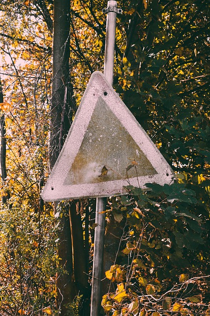 Free Yield Sign Road Sign photo and picture
