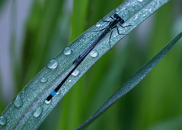 Blatt, Regen, Wassertropfen, Nass