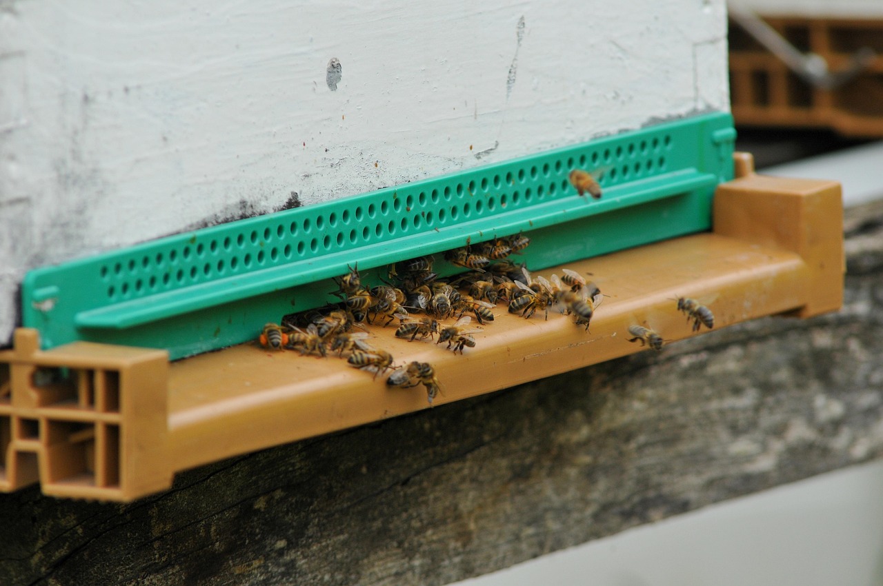 Hive Bees Honey - Free photo on Pixabay - Pixabay