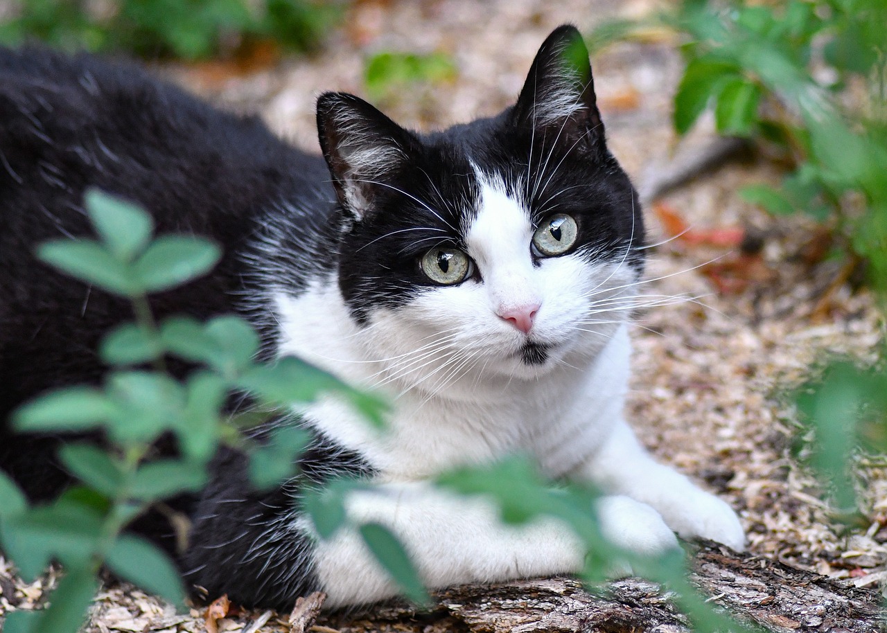 猫 猫科动物 宠物 - Pixabay上的免费照片