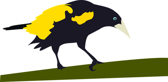 Vogel, Cacicus, Veren, Gevederte, Dier