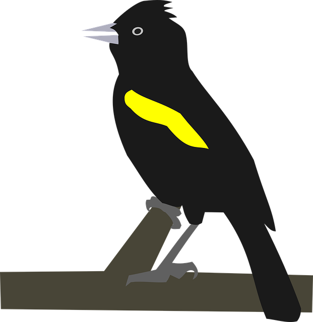 Vogel, Cacique, Cacicus, Zitten, Natuur