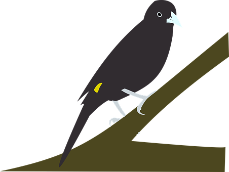 Vogel, Cacique, Cacicus, Zitten, Natuur