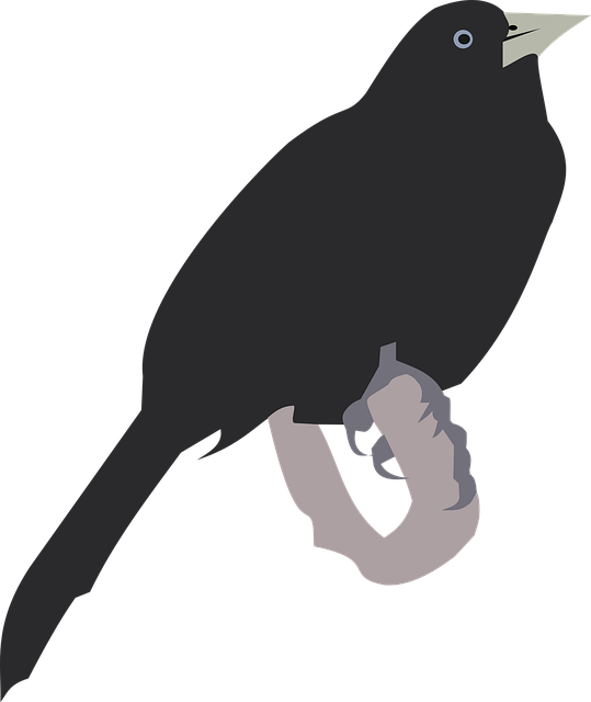 Vogel, Zwarte Vogel, Cacique, Cacicus