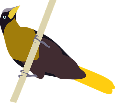 Vogel, Cacique, Cacicus, Zitten, Natuur