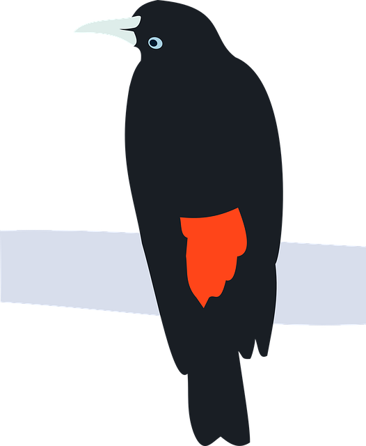 Vogel, Cacique, Cacicus, Zitten, Natuur