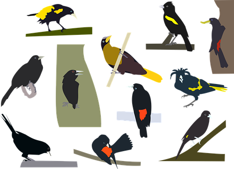Vogels, Cacique, Cacicus