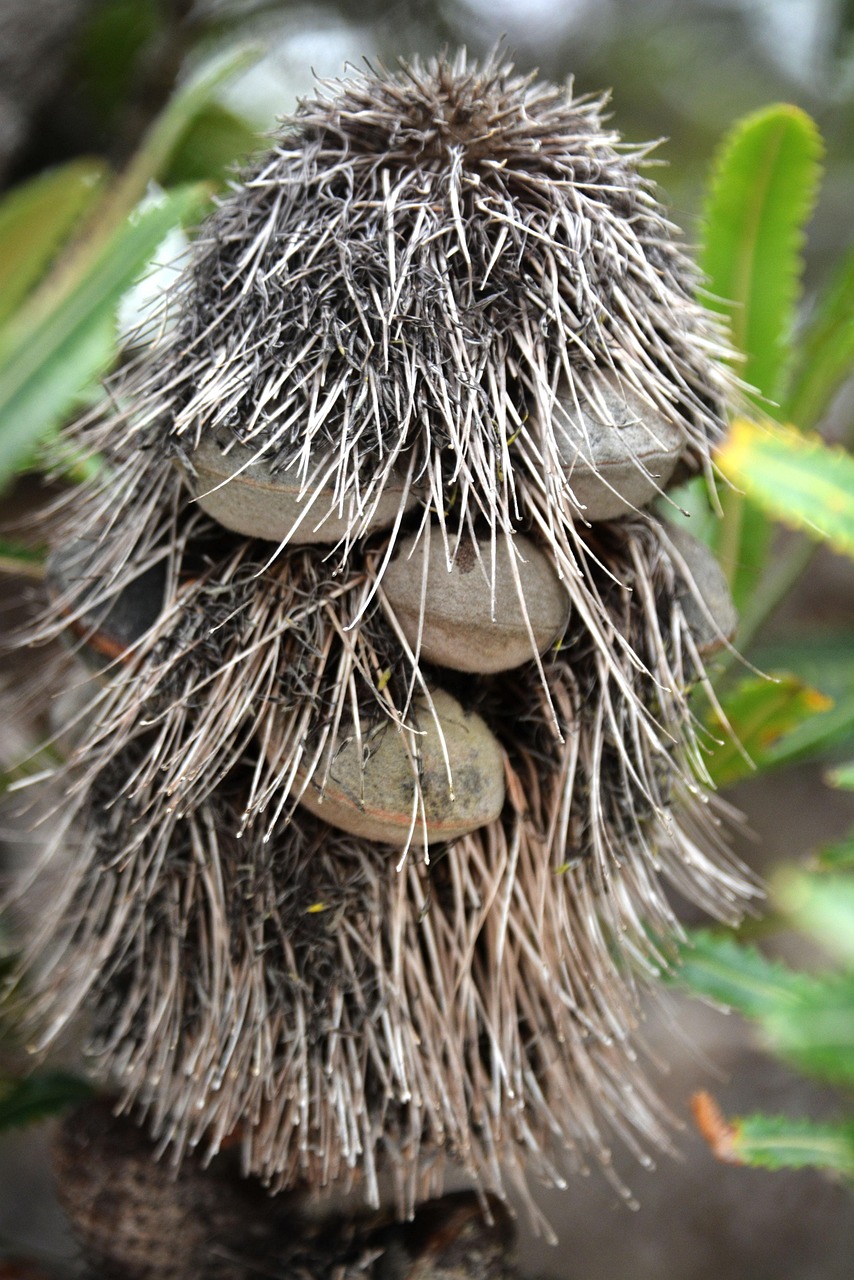 Banksia Seed Pod Man - Free photo on Pixabay - Pixabay