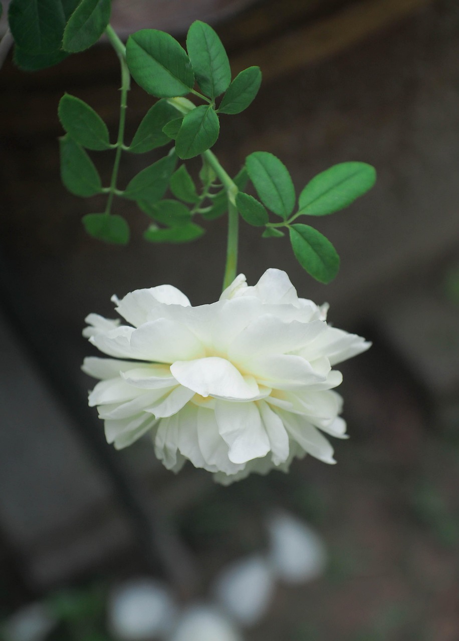 Broche Insigne Or Rose à Centre Fleur - Occasion, Thème Bouquet Floral
