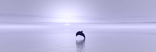 Free sunset dolphin ocean illustration
