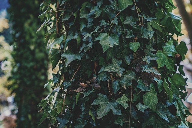 Træ Blade Løv - Gratis foto på Pixabay - Pixabay