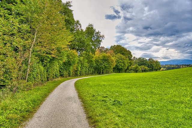 Free Trees Path photo and picture