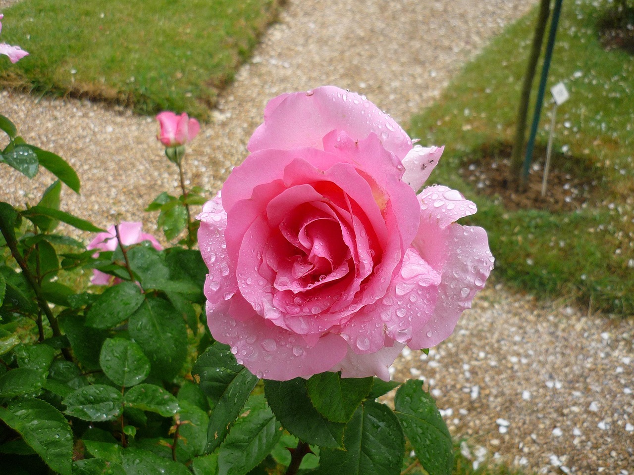 Fleur Roe Fleur Jardin Rose - Photo gratuite sur Pixabay - Pixabay