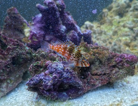 Free Falco Hawkfish Fish photo and picture