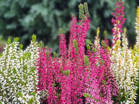 Free Heathers Plants photo and picture