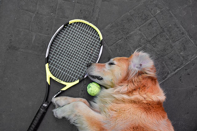 Free Pavement Tennis photo and picture