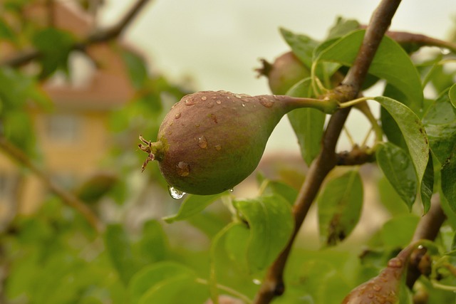 Common diseases of asian pear trees