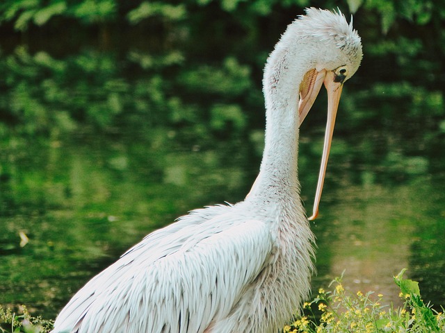 Free Bird Green photo and picture
