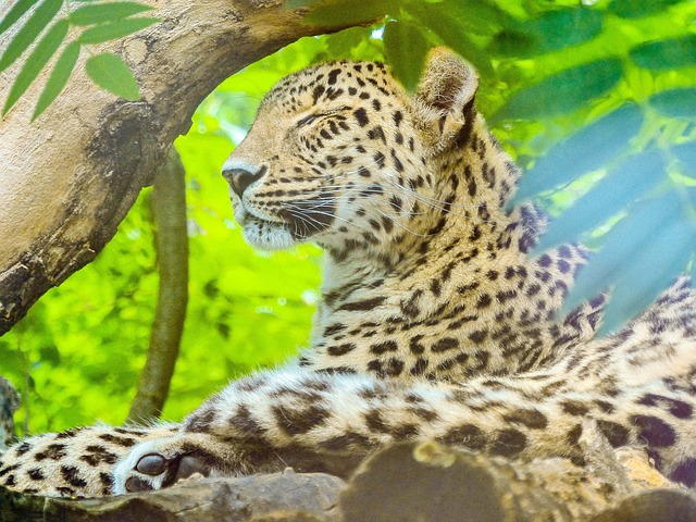 Free Leopard Bigcat photo and picture