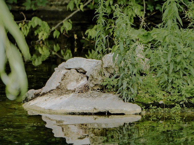 Free Zoo Paliczoo photo and picture